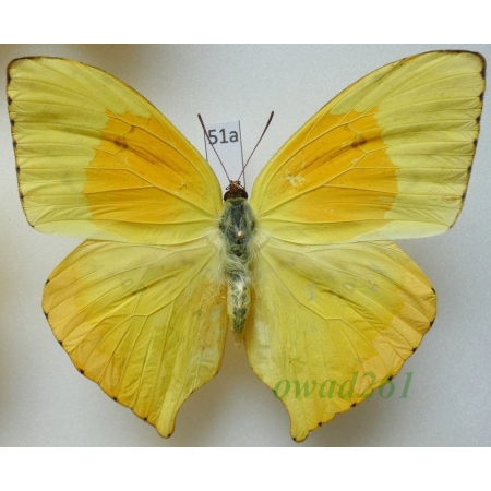 Phoebis neocypris rurina C. & R. Felder, 1861 Peru 74mm51a